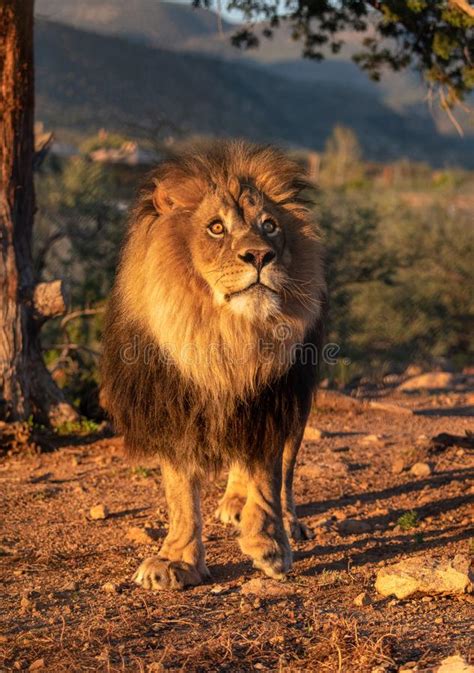African Male Lion Posing In The First Morning Light Stock Photo Image