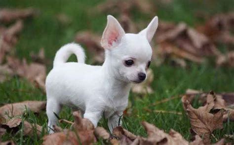 All About The White Chihuahua How To Train Your Dog Chihuahua