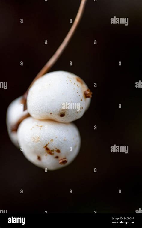 Macro Shot Of The Berries Of The Snowberry Plant Stock Photo Alamy