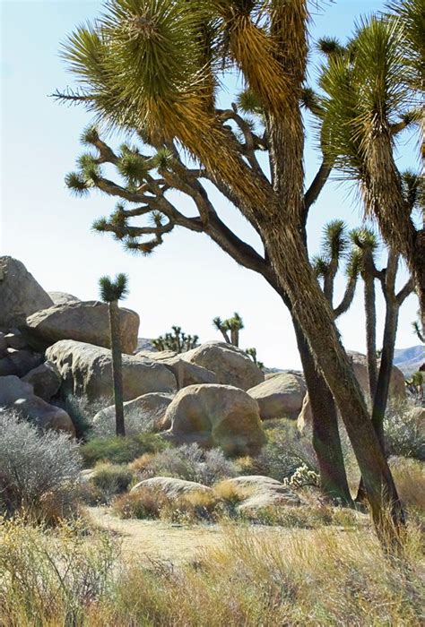 Joshua Trees Joshua Tree National Park Near Palm Springs Ca