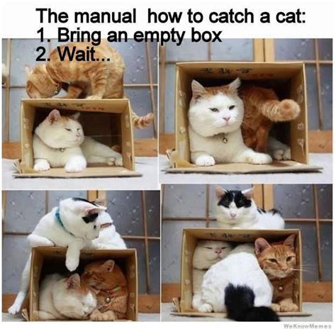 How To Catch A Cat In A Box Funny And Cute