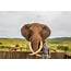Manyoni & Elephant Interaction Safari  Hluhluwe Game Reserve