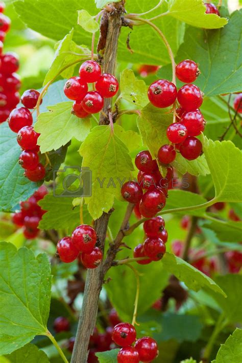 Red Currant Berries On Bush By Pilens Vectors And Illustrations Free