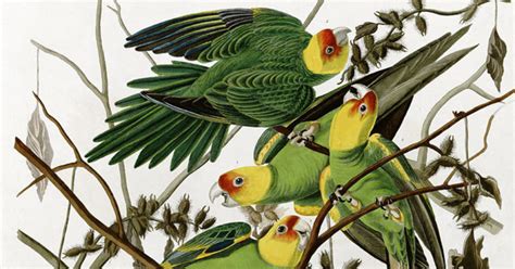 Extinct Carolina Parakeet Targeted For De Extinction With Help From A Southern Cousin The