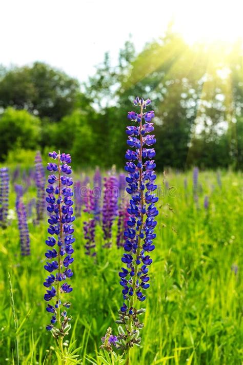 Beautiful Blue Lupine Flowers Close Up On Green Grass Meadow Sky