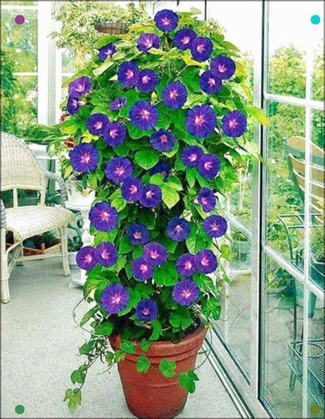 Tip Use A Tomato Cage For An Impressive Morning Glory Display In 2020