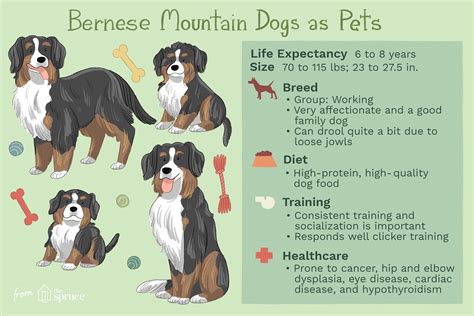 Bernese Mountain Dog Berner Characteristics And Care