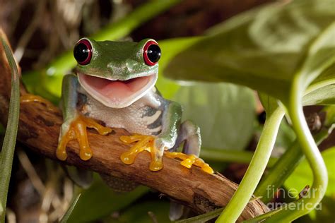 Red Eyed Tree Frog Smile Photograph By Linas T Pixels