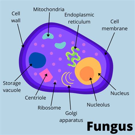 Fungi Microbes Diagram