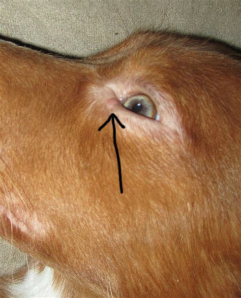 Pimple Like Bump Under Dogs Eye Pictures Inside Dogs