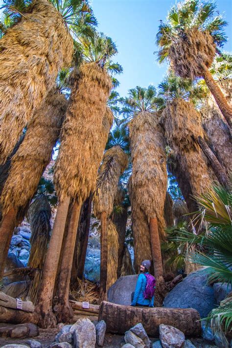 This is higher than the national median of $3,500. Top 5 Things to do in Borrego Springs, CA | Borrego ...