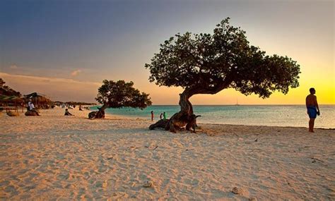 Palm Eagle Beach 2020 Best Of Palm Eagle Beach Aruba