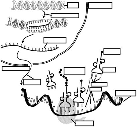 How information in dna can be used to make a protein. Pin on DNA Transcription and Translation
