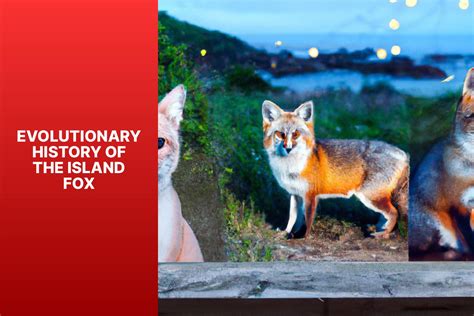 Examining The Fascinating Evolution Of Island Foxes A Guide Foxauthority