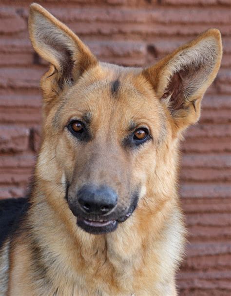 Westside German Shepherd Rescue Of Los Angeles