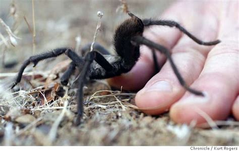 Why Are Bay Area Tarantulas Emerging From Their Burrows Sex Naturally