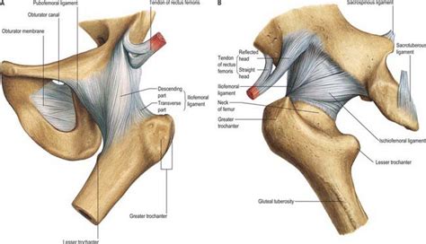 Left Hip Muscles Anatomy Trochanteric Bursitis Of The Hip Orthogate