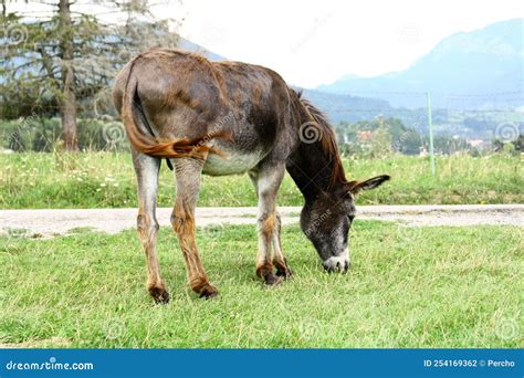 Burro En El Pasto Cerca De La Granja Foto De Archivo Imagen De