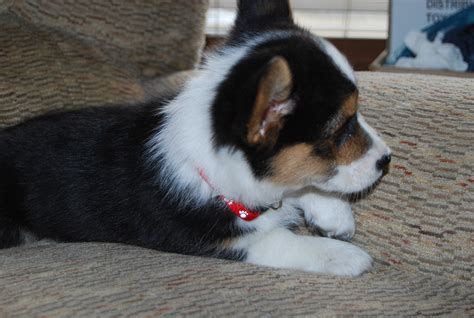The teacup corgi puppies for sale can easily. Pembroke Welsh Corgi Puppies For Sale | Kissimmee, FL #255874