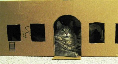 Cinco Refugios Para Gatos Hechos En Casa Gratis Consumer