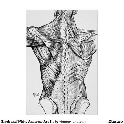 Black And White Anatomy Art Back Muscles 1890 Poster