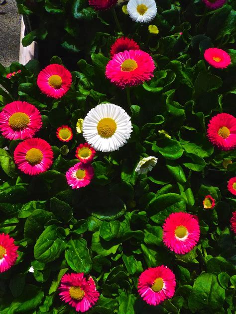 English Daisies Peter Stevens Flickr