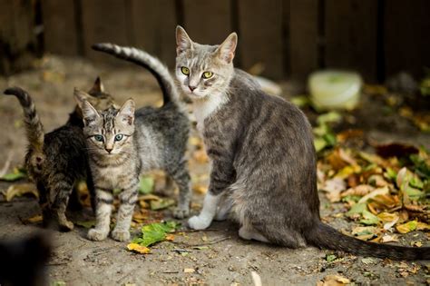 The ecs is considered a homeostatic receptor system which listens to and corrects cellular stress signals. How Long Is A Cat Pregnant? | Canna-Pet®