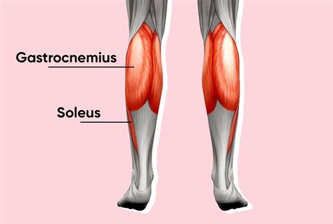 Calf Muscle Diagram Gastrocnemius Calf Muscle Anatomy It Has Two