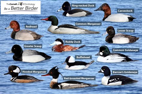 Learn Your Ducks With The Male Diving Ducks Puzzle Bird Academy • The