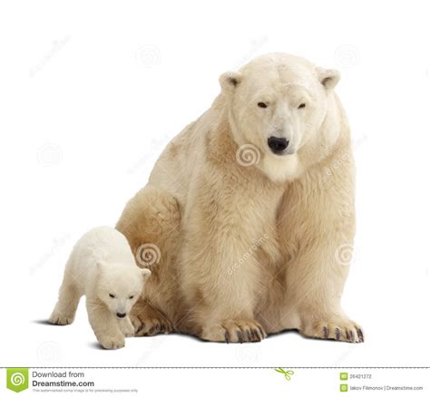 Polar Bear With Baby Over White Stock Photography Image