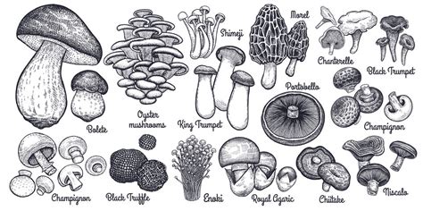 Common Edible Mushrooms A Brief Guide Mushroom Site