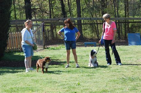 Board Training — Atlanta Dog Trainer