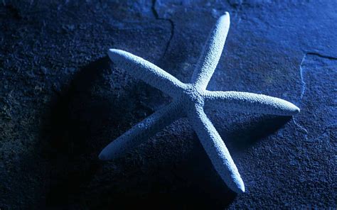 Hq Wallpapers Sea Star Wallpapers