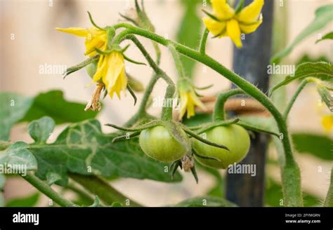 Tomato Flowers And Baby Tomatoes In The Lective Focus Stock