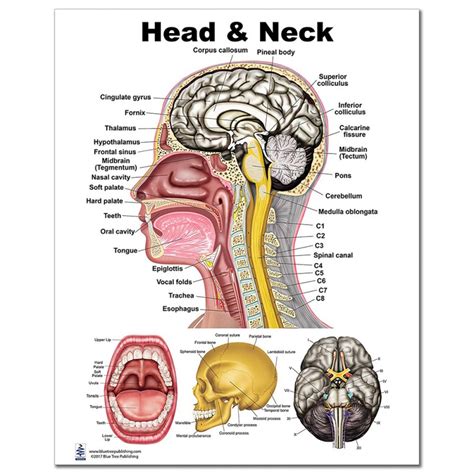 Diagram Of Human Anatomy Head And Neck
