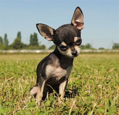 Chihuahuas Todo Lo Que Tienes Que Saber Sobre Esta Apreciada Raza