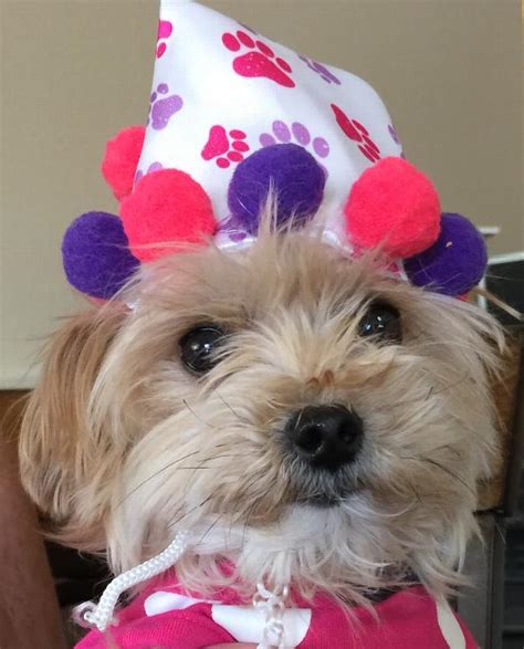 Girl Paw Print Birthday Dog Hat Baxterboo