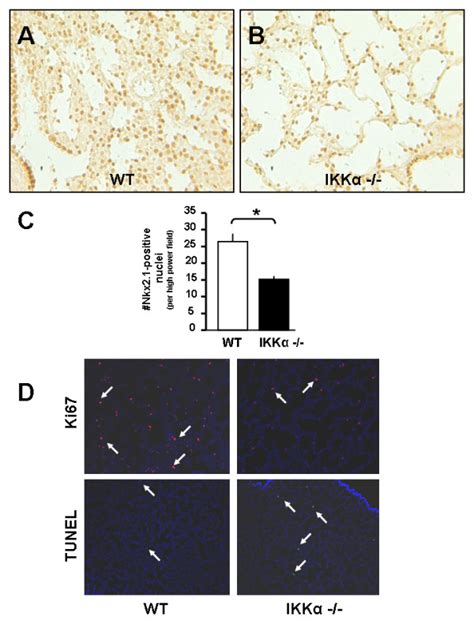 Global deletion of IKKα decreases alveolar type II cell precursors A