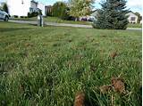 Lawn Mowing Service Green Bay Wi Images