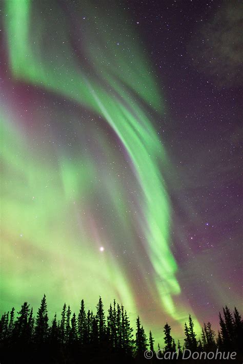 Northern Lights Photo And Spruce Forest Alaska Carl Donohue
