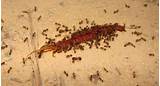 Fire Ants California Pictures
