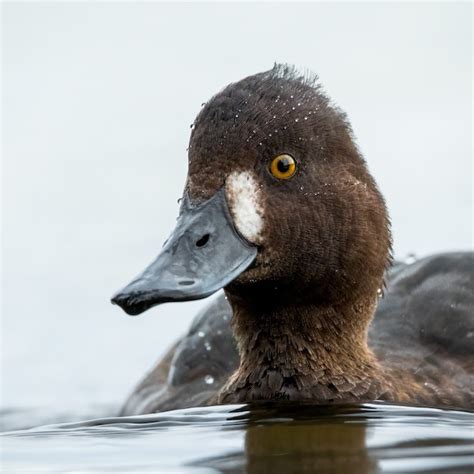 Premium Photo Tufted Duck Aythya Fuligula Swimming On A Small Lake