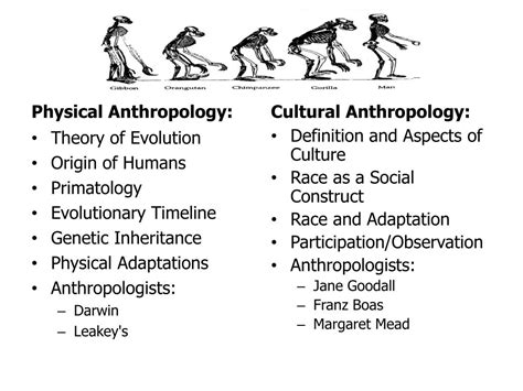 Ppt What Is Anthropology Powerpoint Presentation Free Download Id