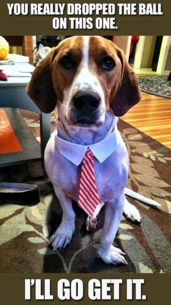 Man who works from home keeps naming his dog 'employee of the month' by julia banim january 2, 2019 3 min read accuride empicyse of the quaer accuride eny of the. Dogs at Work Memes #FridayFrivolity - Munofore