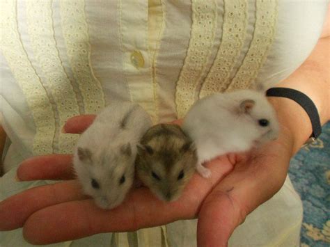 Winter White Dwarf Hamster Babies For Sale Hamsters For Sale Dwarf