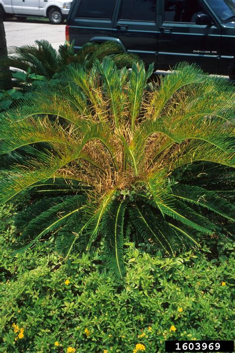 Aggressive treatment will be required to save your dog's life. manganese deficiency on sago palm (Cycas revoluta ) - 1603969