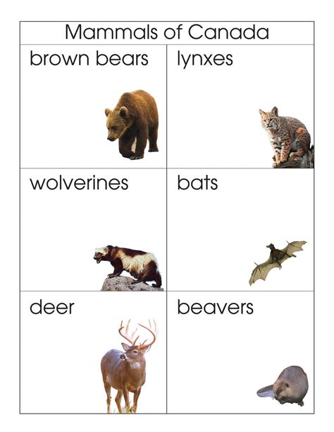 Mammals Of Canada Montessori Materials By Lakeview