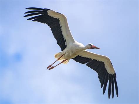 Flying Stork Stork Bird Birds