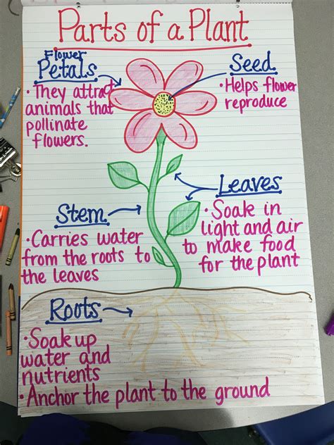 Parts Of A Plant Anchor Chart Teaching Plants Plants Anchor Charts