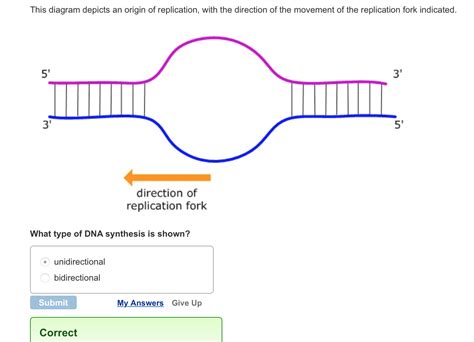 Solved This Diagram Depicts An Origin Of Replication Wit